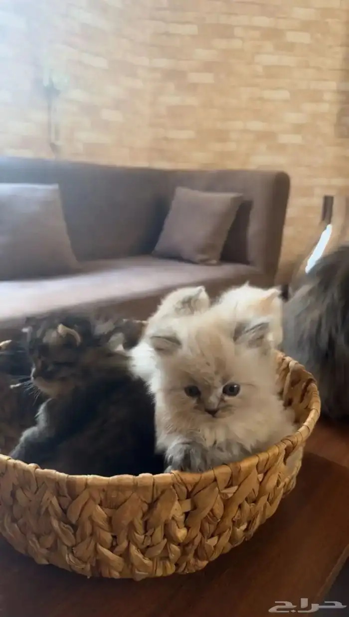 قطه شيرازي 0