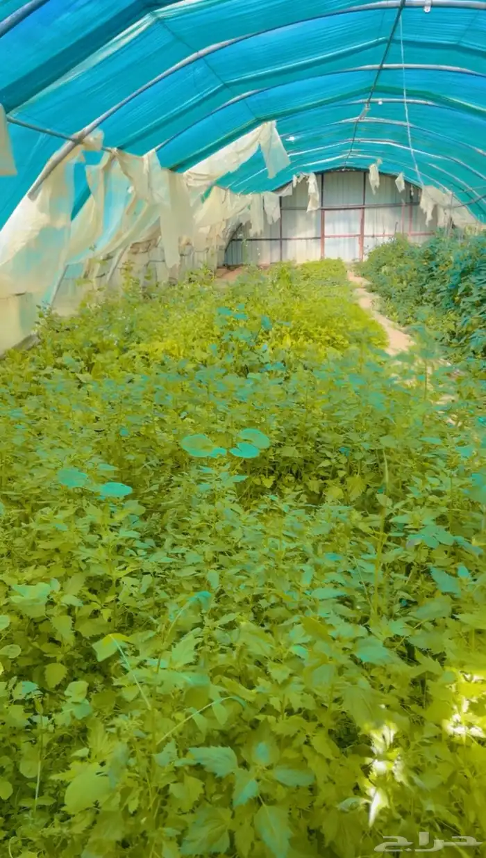 فرصة استثمارية  مزرعة للبيع متكاملة بصك شرعي في حفر الباطن 67