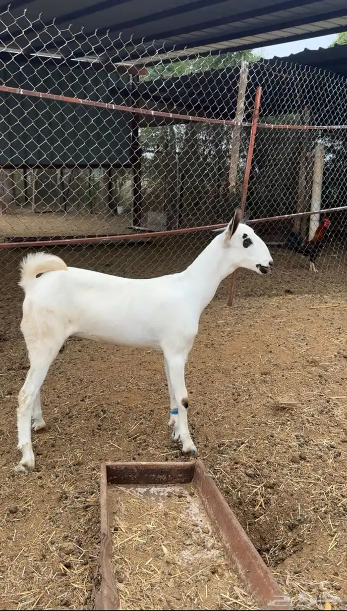 جفرة بيشية 2