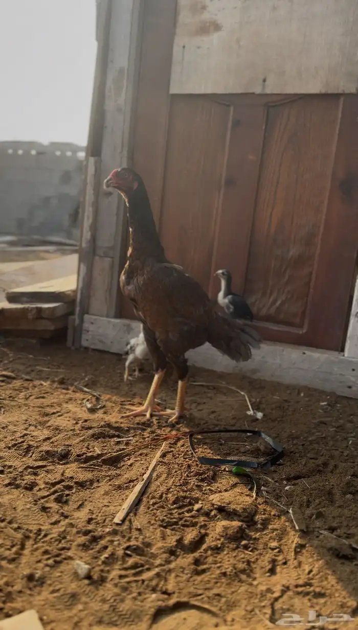 ديك باكستاني ودجاجه 5