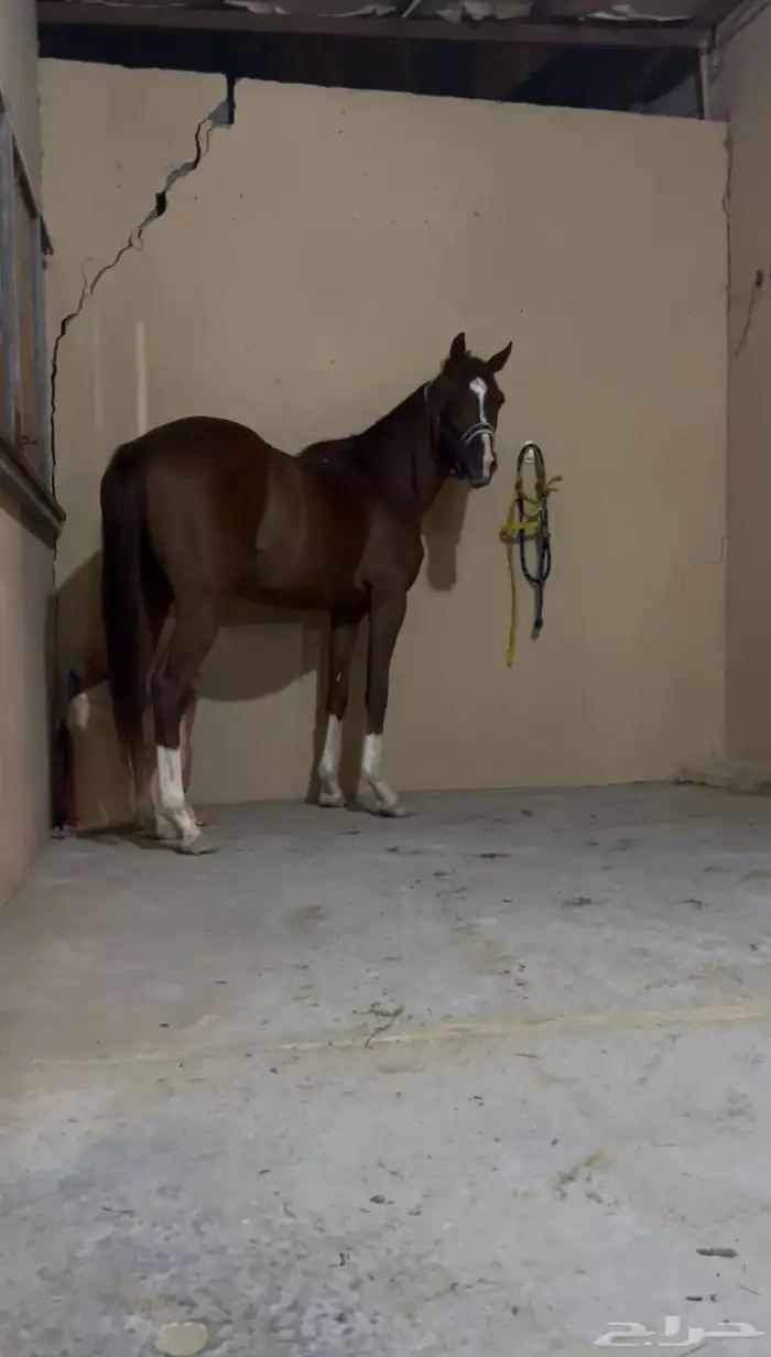 حصان شعبي ركوب 1