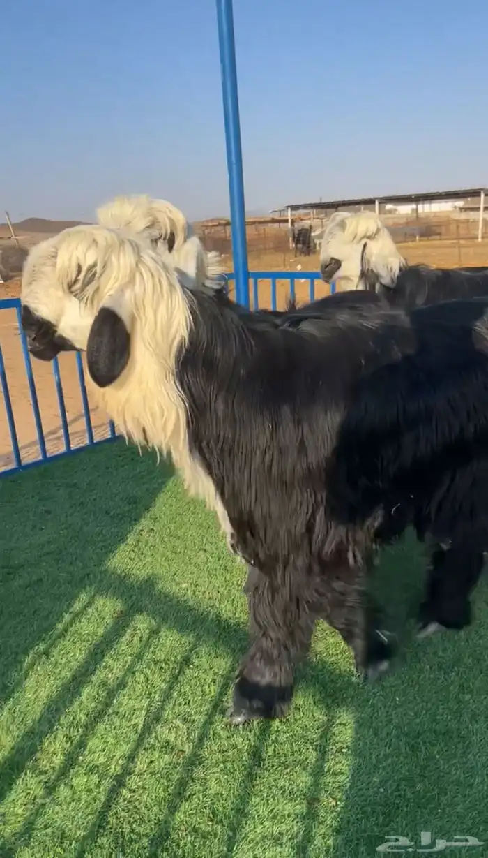 طليان صنف نجد دغم مشاريع 0