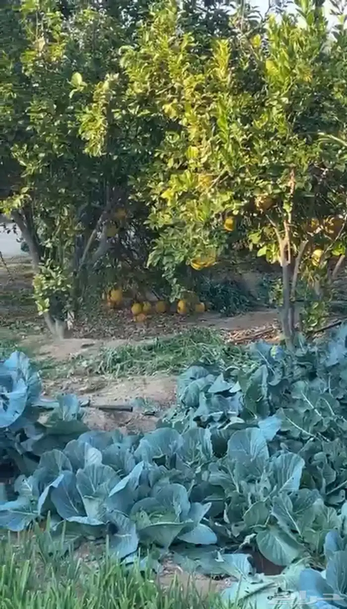 فرصة استثمارية  مزرعة للبيع متكاملة بصك شرعي في حفر الباطن 63