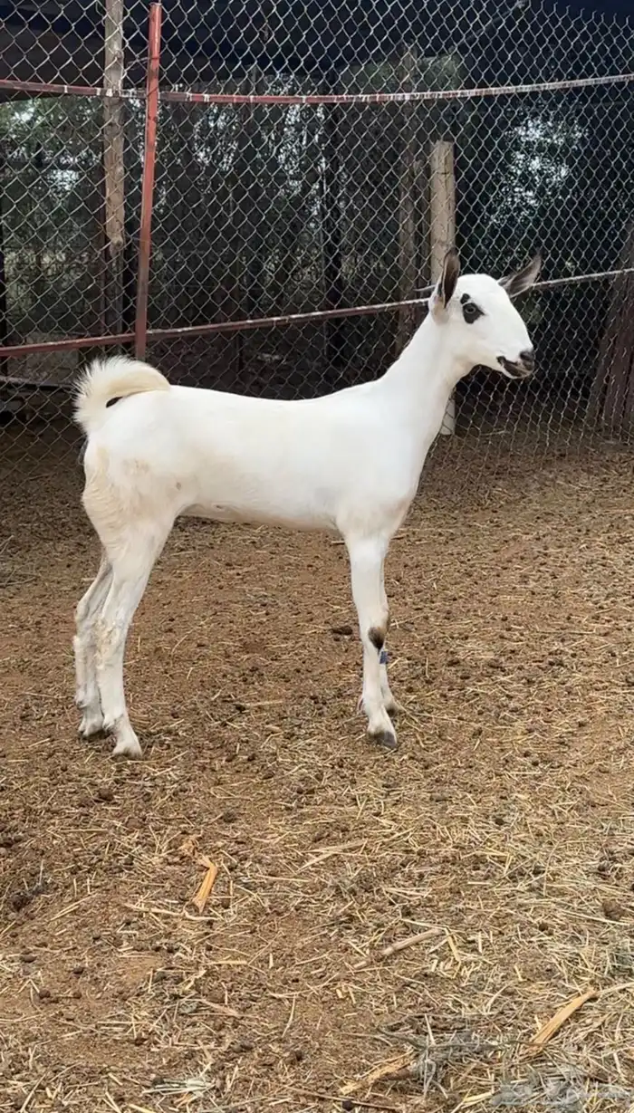 جفرة بيشية 3