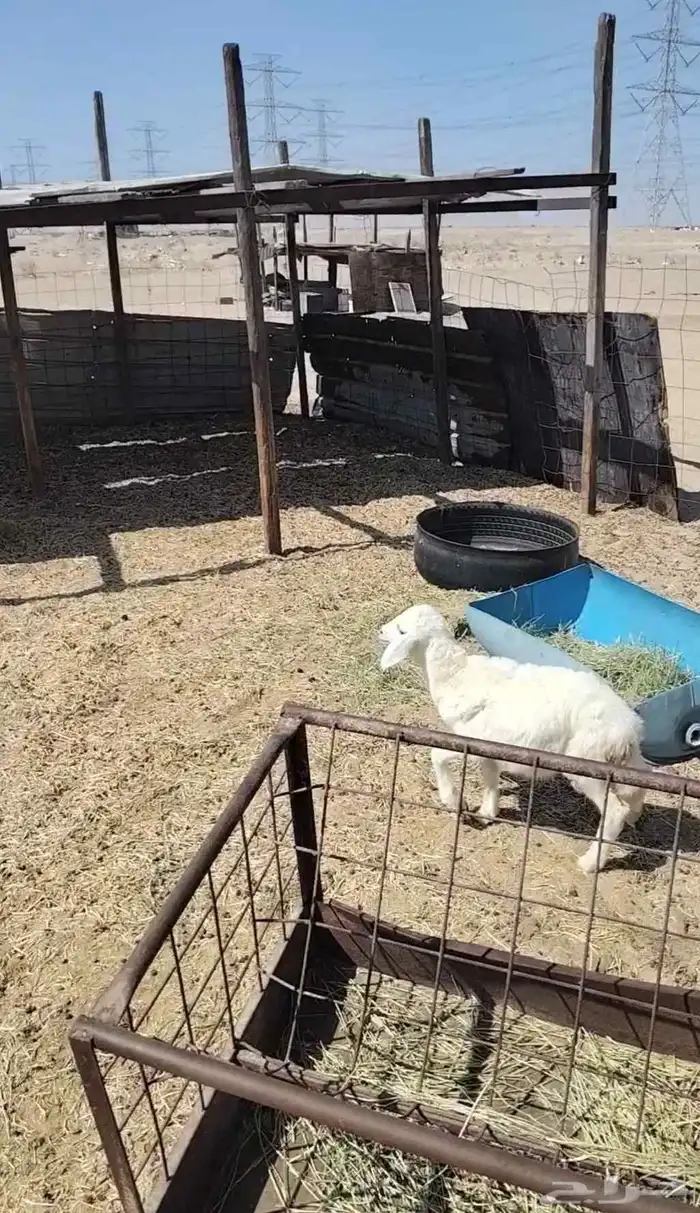 رخله نظيفه حق التربيه وسعرها مناسب 1