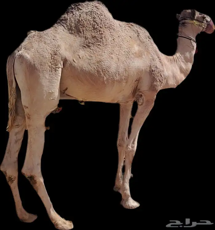 تأجير جمال وخيول اجارجمال رحول زلول ركبي اجار خيل عربي اجار 3