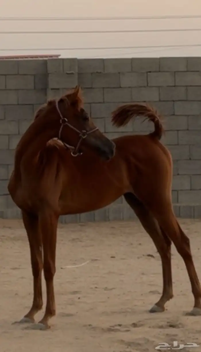 مهرة شعبيه جميلة جدا 1