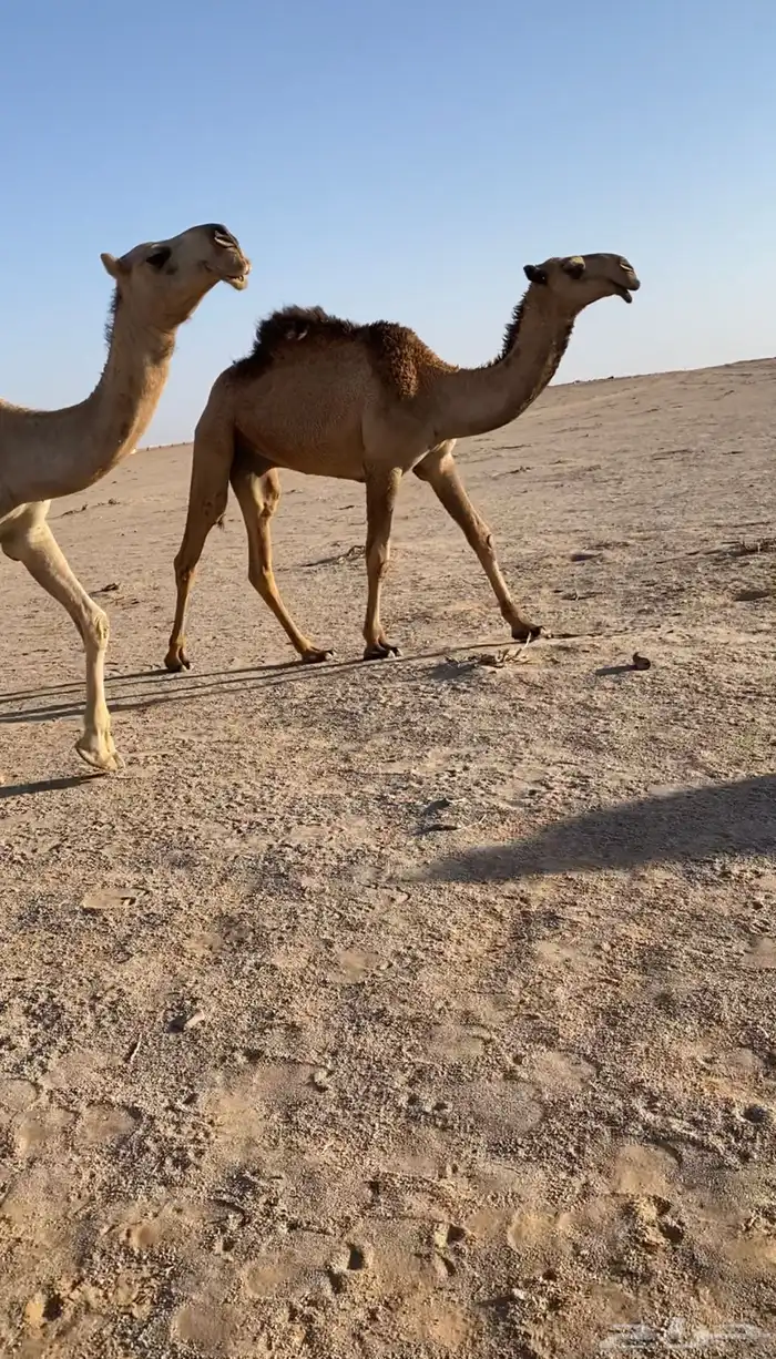 قعود كفو للبيع 1