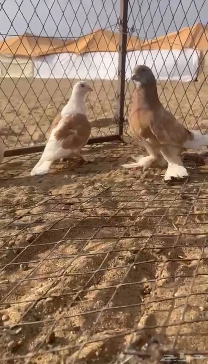 حمام للبيع 11