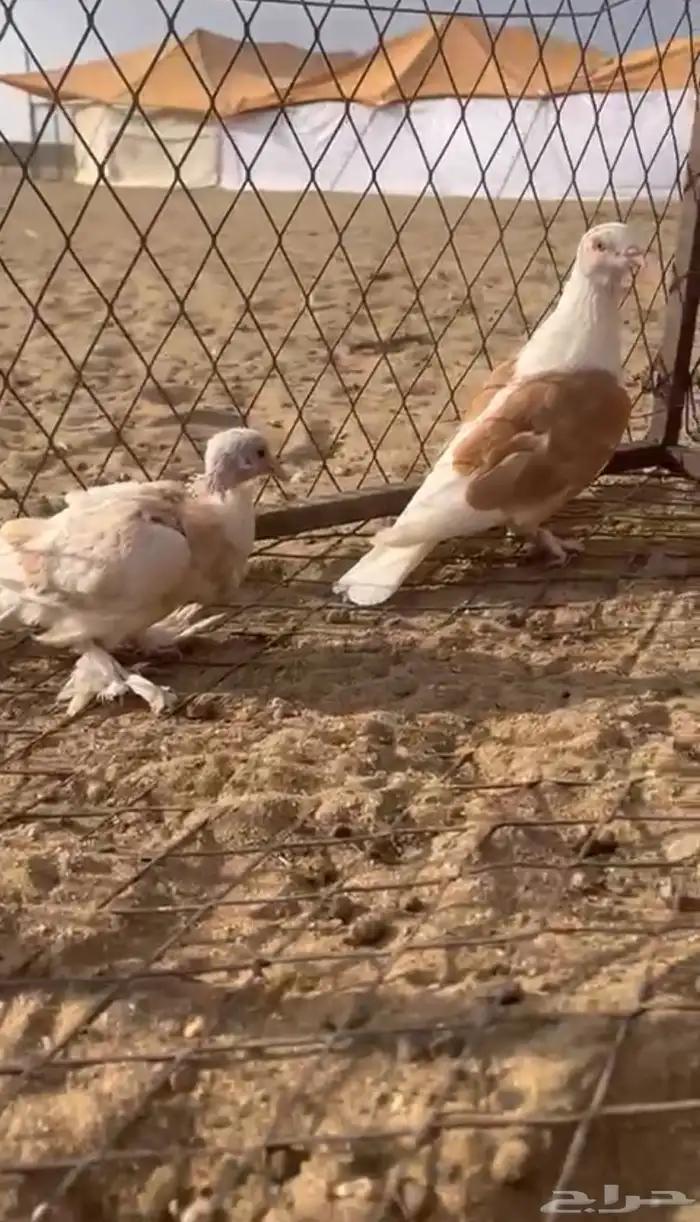 حمام للبيع 12