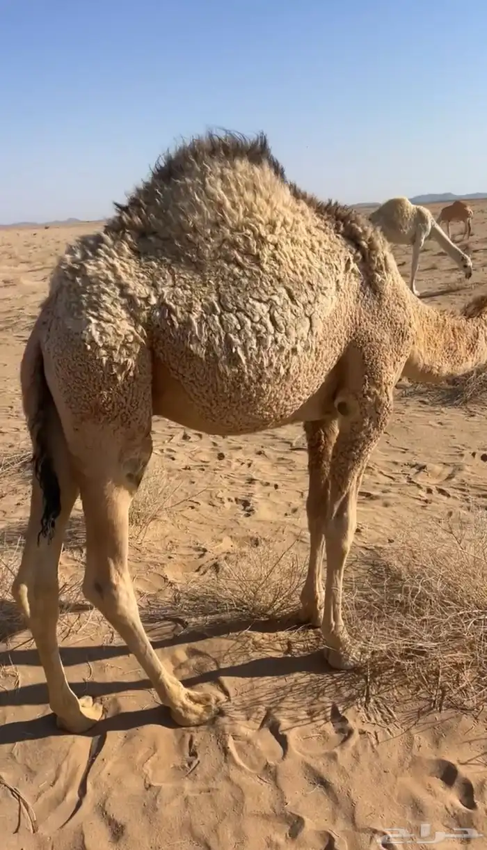 قعود لباني صغير شحم فل 0