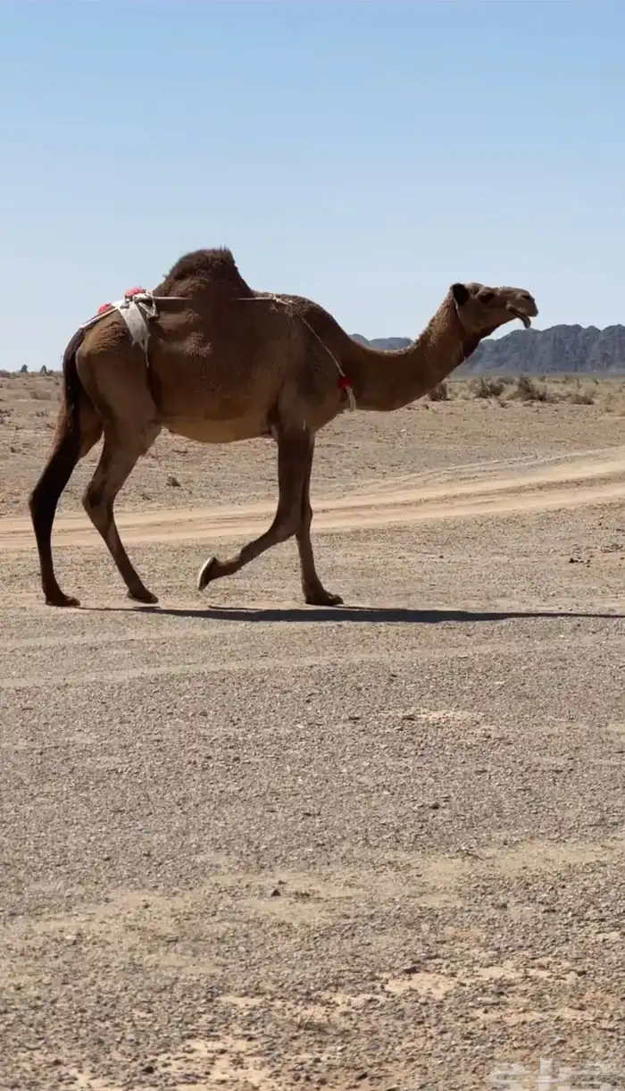 لقحه ملاقي 2