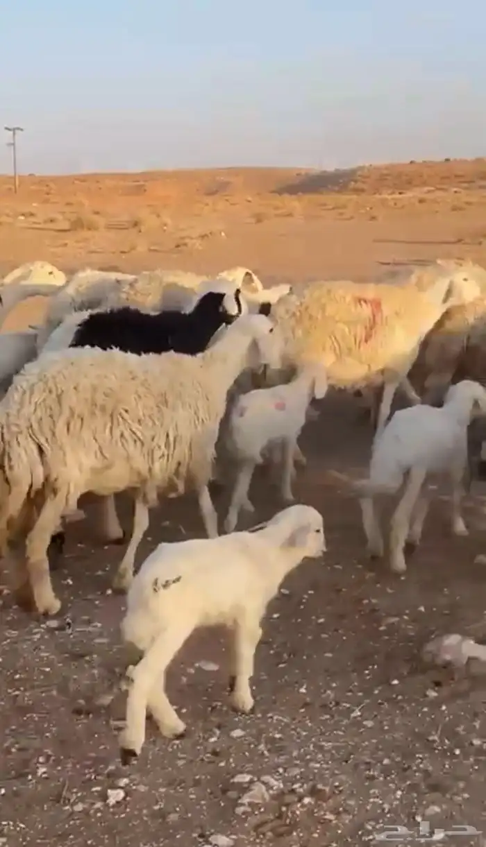 حريات متابيع 2