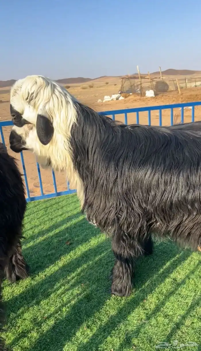 طليان صنف نجد دغم مشاريع 3