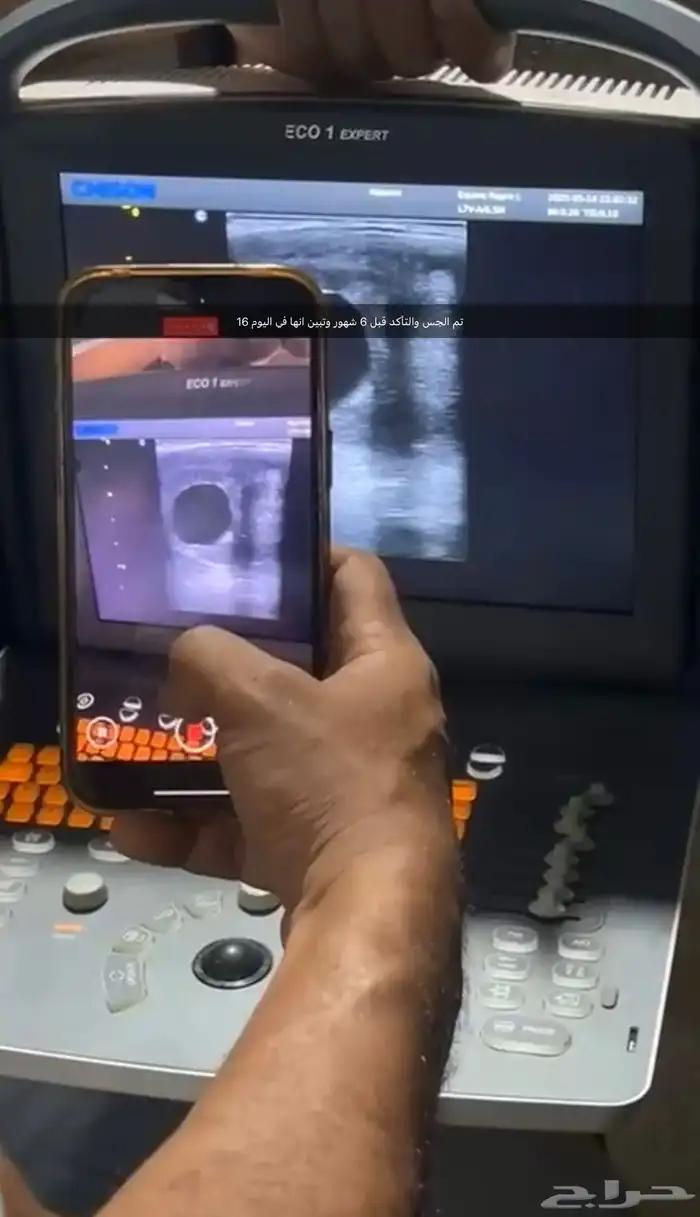 فرس 3