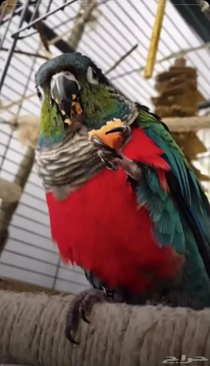 مطلوب فروخ كنيور مون شيك وبلو شيك 0