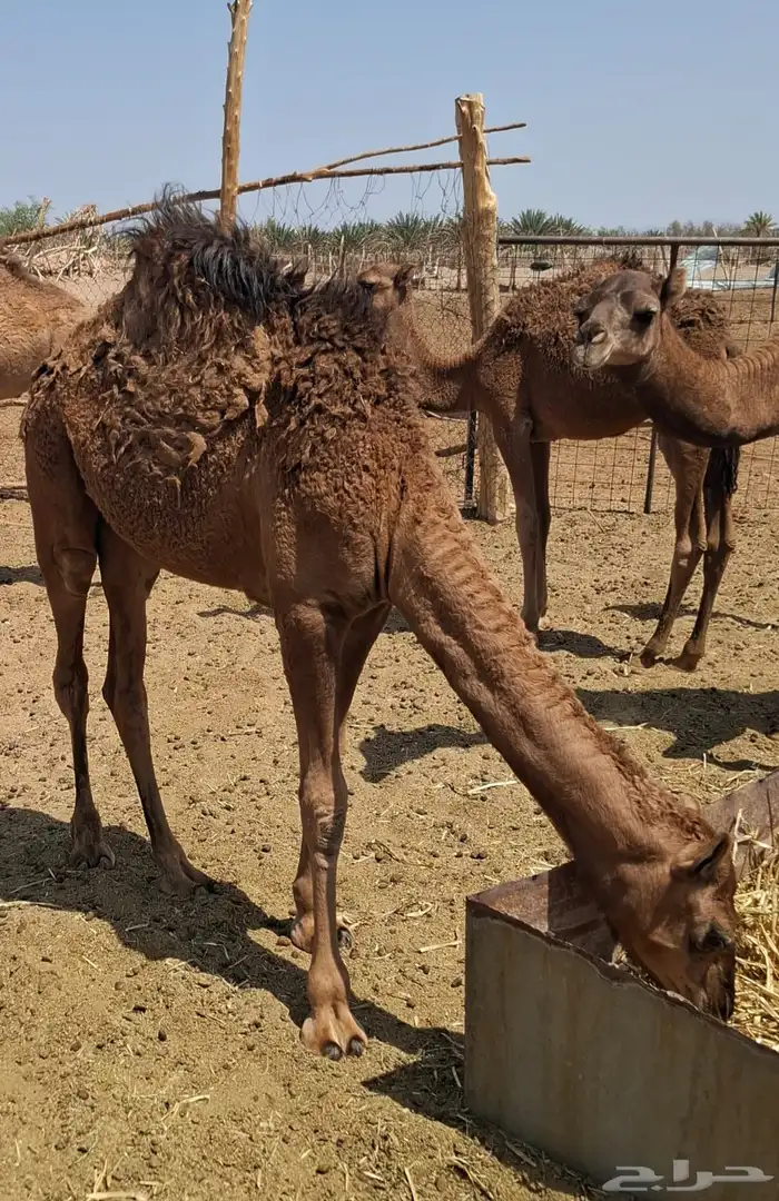 جمل احمر 4