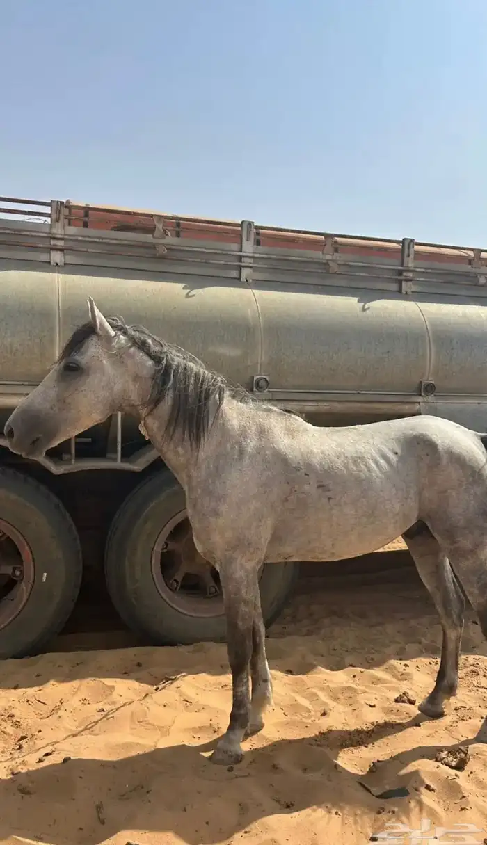 حصان شعبي موالف البل ويرد المقهور 1