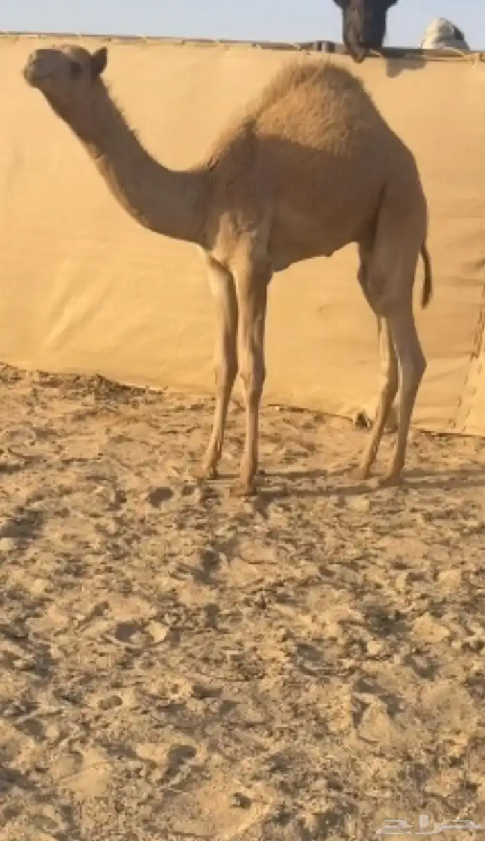 قعود فطيم هجن 1