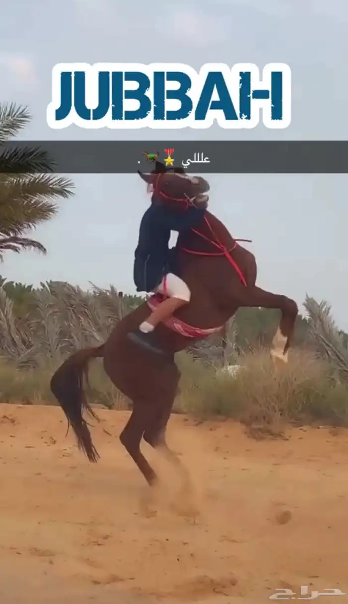 خيل شعبي العمر 4 1