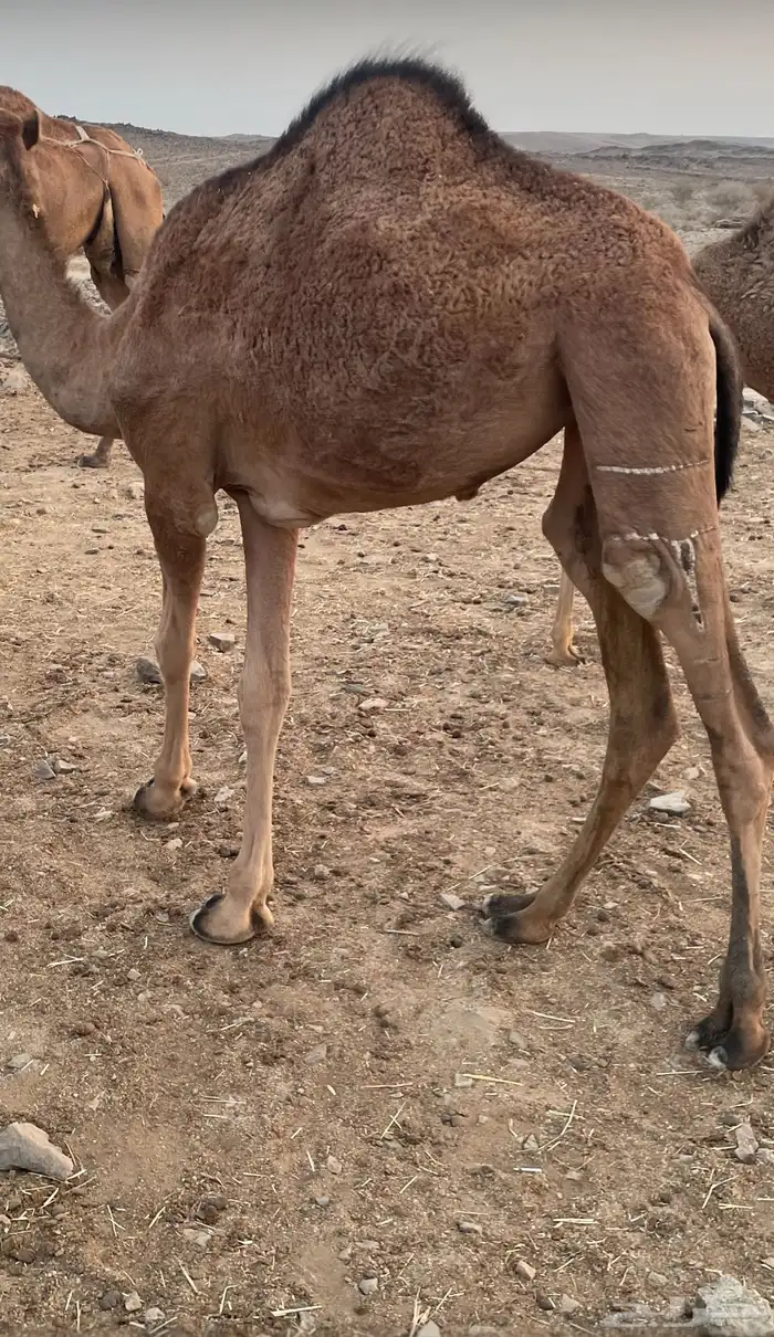 بكره طيبه للبيع 1