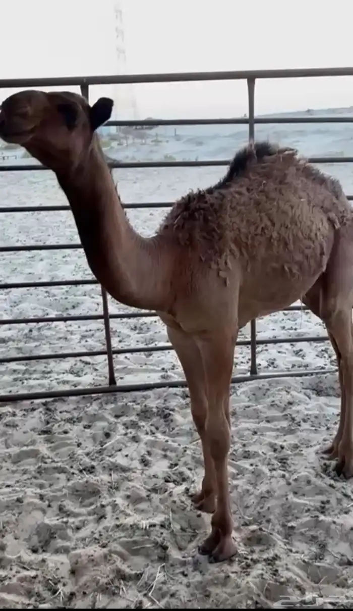 للبيع قعدان 6-7 شهور 1