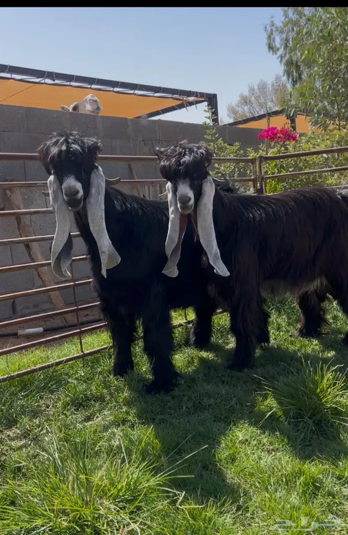 تيسين عوارض خصم معرفات جاهزات 0