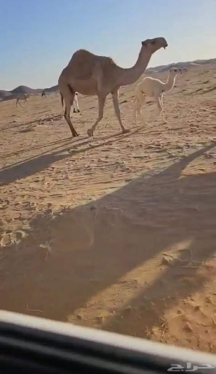 ناقه شعلا 0