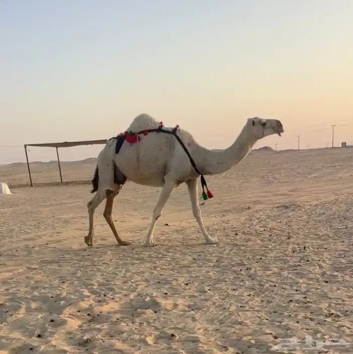 للبيع خلفه كفو تحتها بكره 1