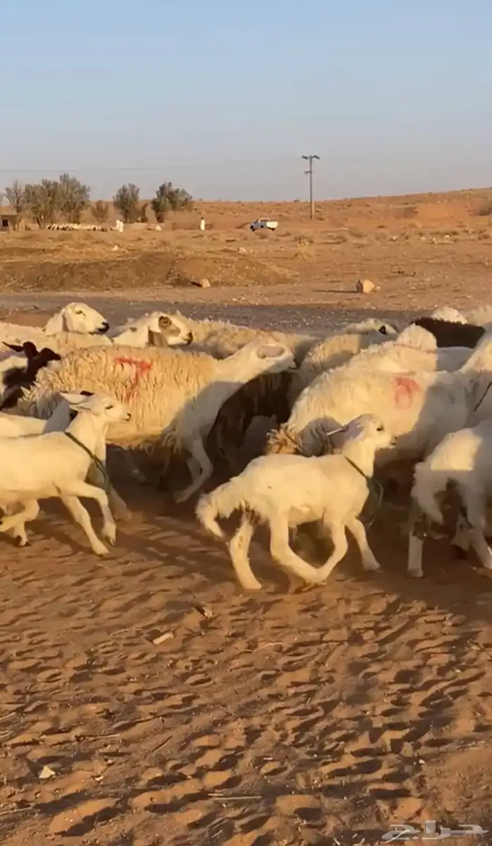 حريات متابيع 3