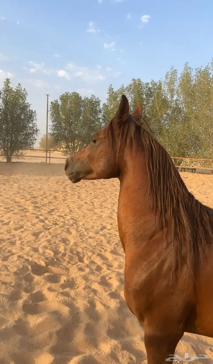حصان واهو 0
