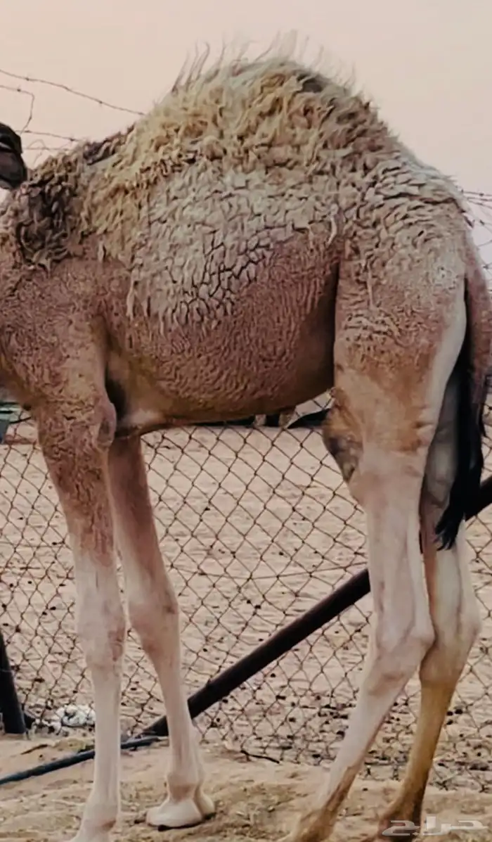 حاشي فل على الحليب 1