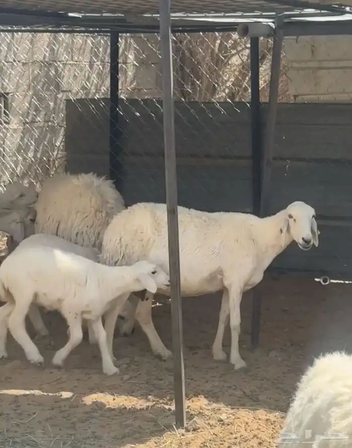 حريات متابيع 0