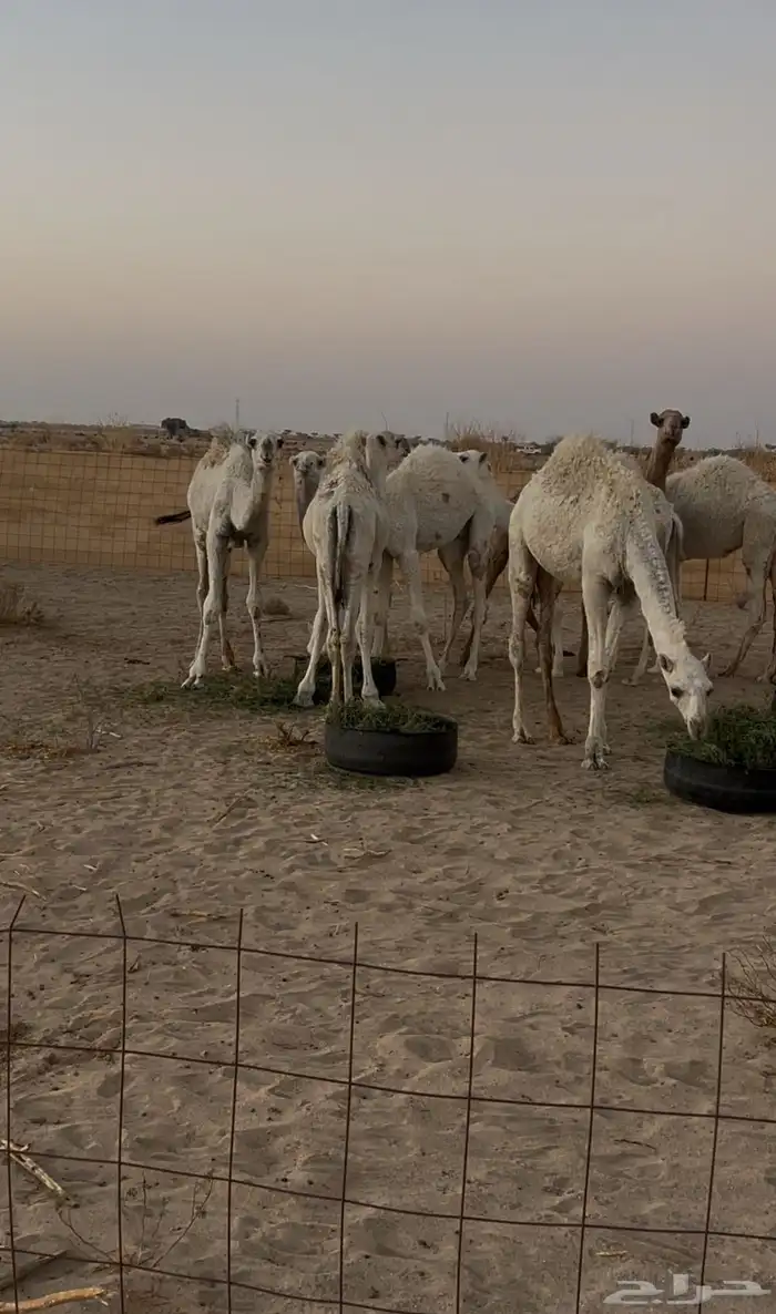 حشو طيبه العدد ( 9 ) 2