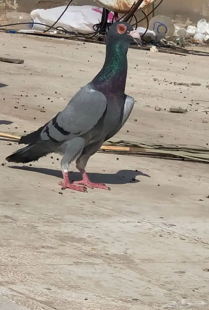 حمام شامي 0