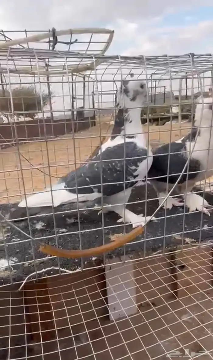 حمام للبيع 5