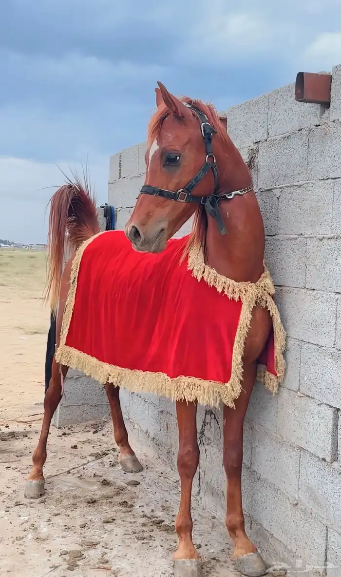 حصان فاخر للبيع 2
