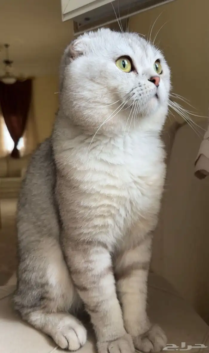 النماص نحيان الشهوم 1