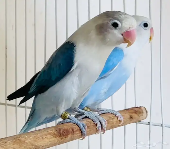 للبيع زوج فيشر فاخر دايلوت اوبلاين واي وينج اوبلاين 1