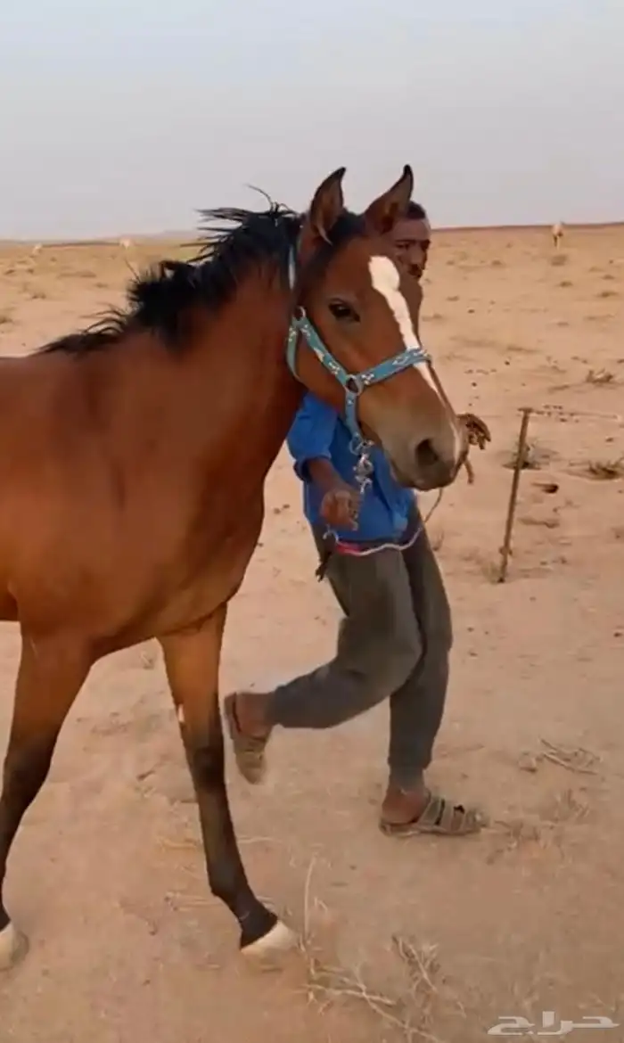 مهره عربيه اصيله 0