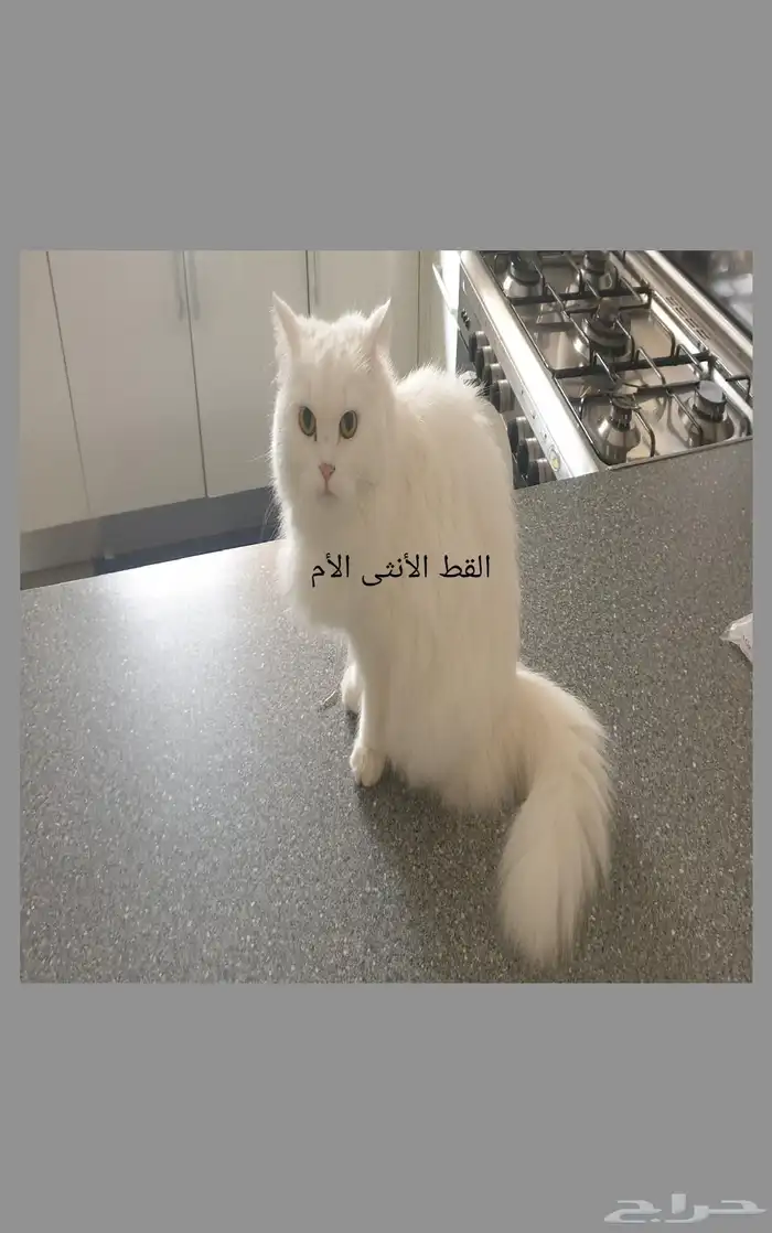قطه وقط للتبني شيرازي وخالي من الأمراض  أوراق وملف بالعياده 0