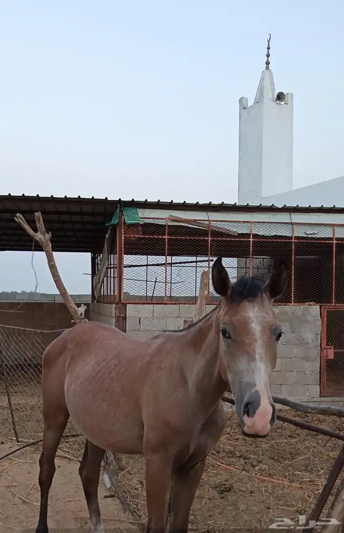مهر للبيع  الموقع ناوان شرق المضيلف . 1