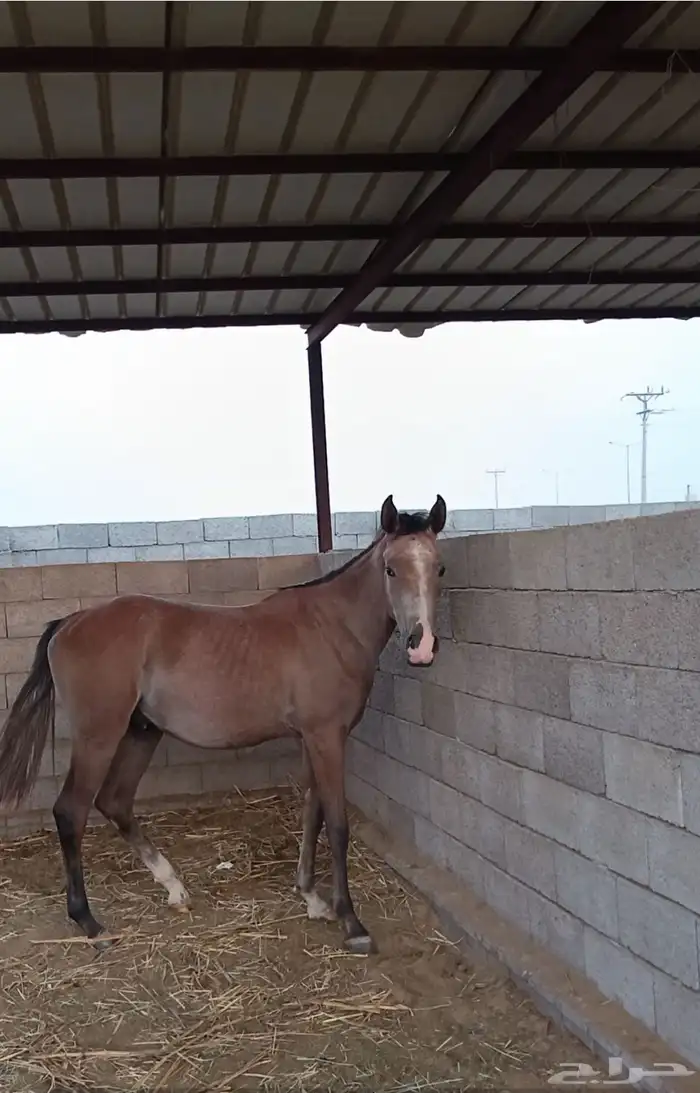 مهر للبيع  الموقع ناوان شرق المضيلف . 0