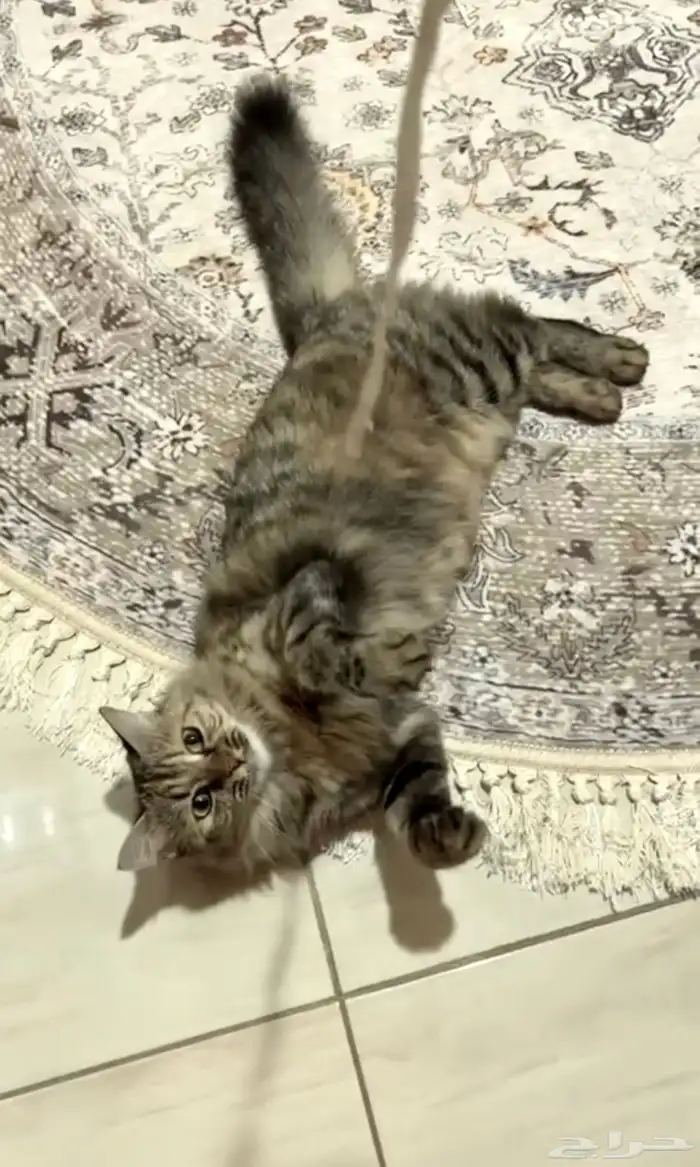 قطه مفقوده Missing cat 1