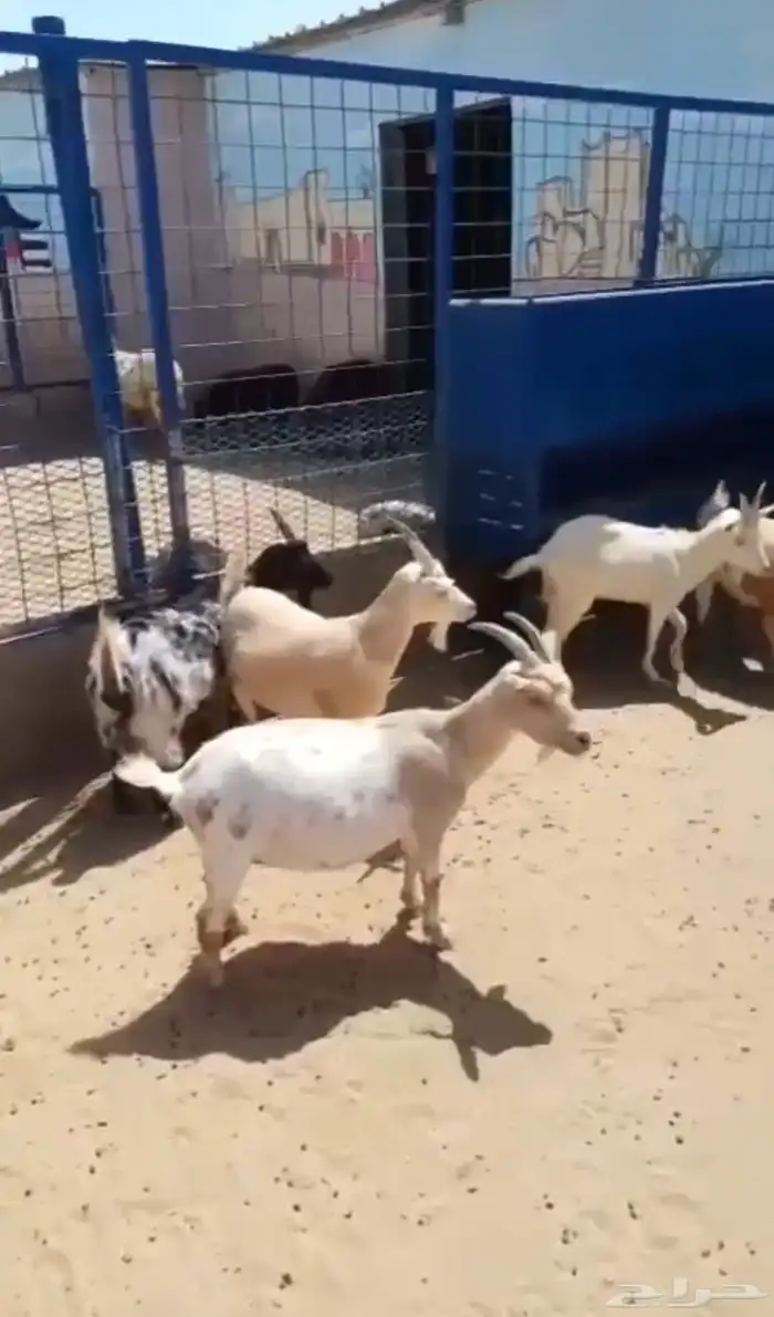 ماعز قزم مراح تأسيس 3