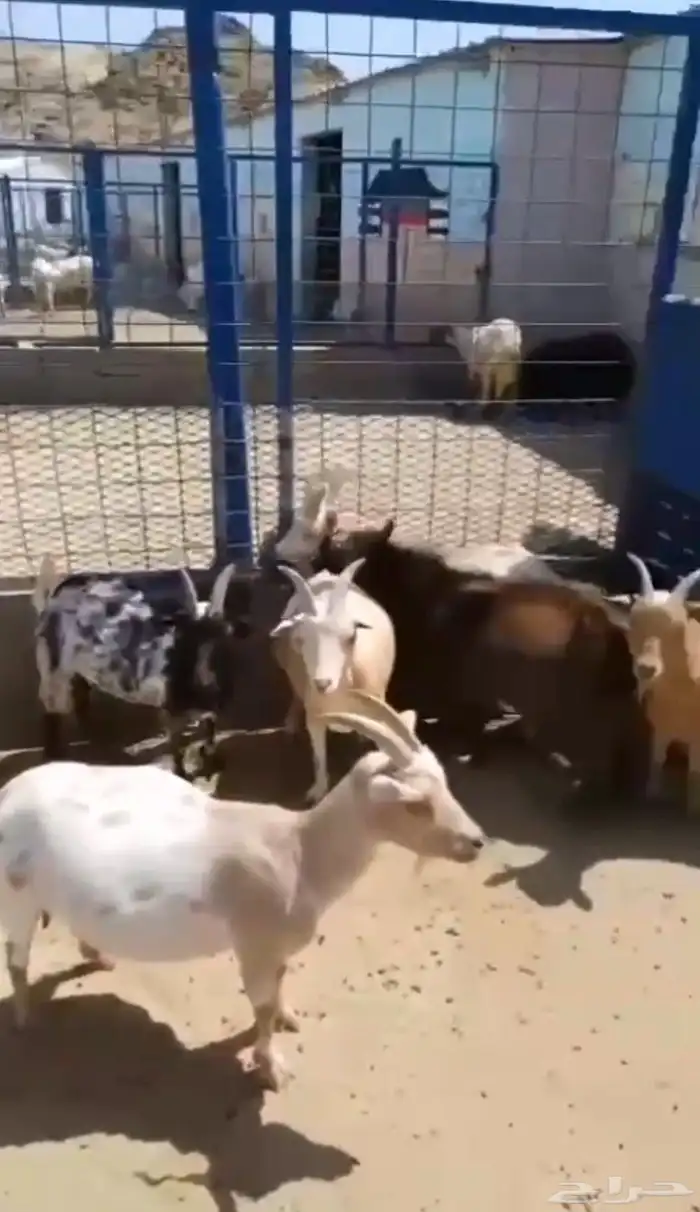 ماعز قزم مراح تأسيس 0