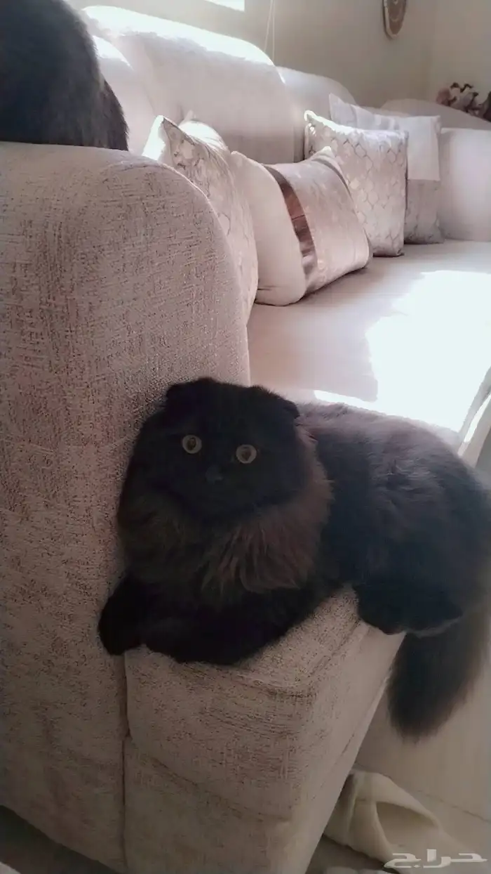 قطط 0
