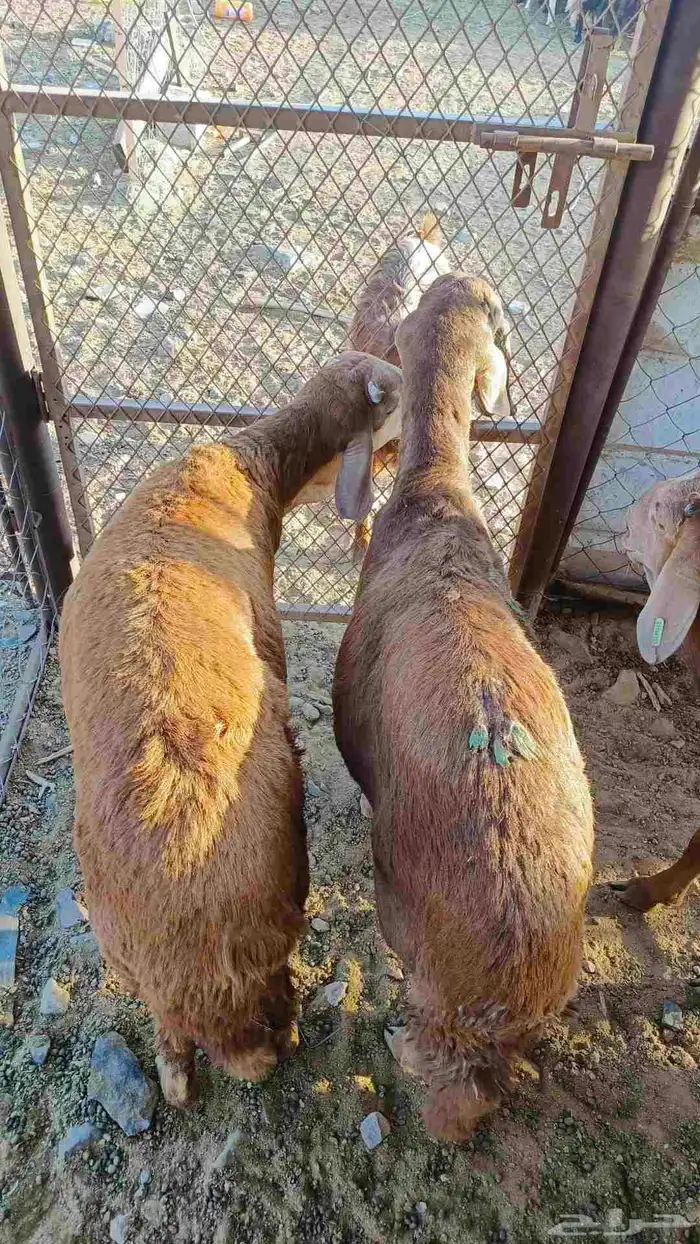 طليان سواكن 0