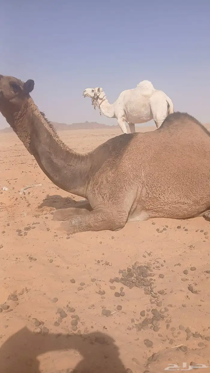 حلاق ابل وغسيل ترتيب وتزين 2