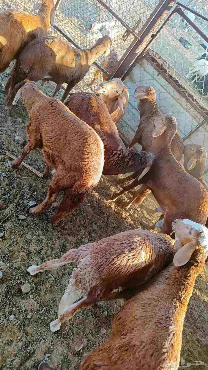 طليان سواكن 2